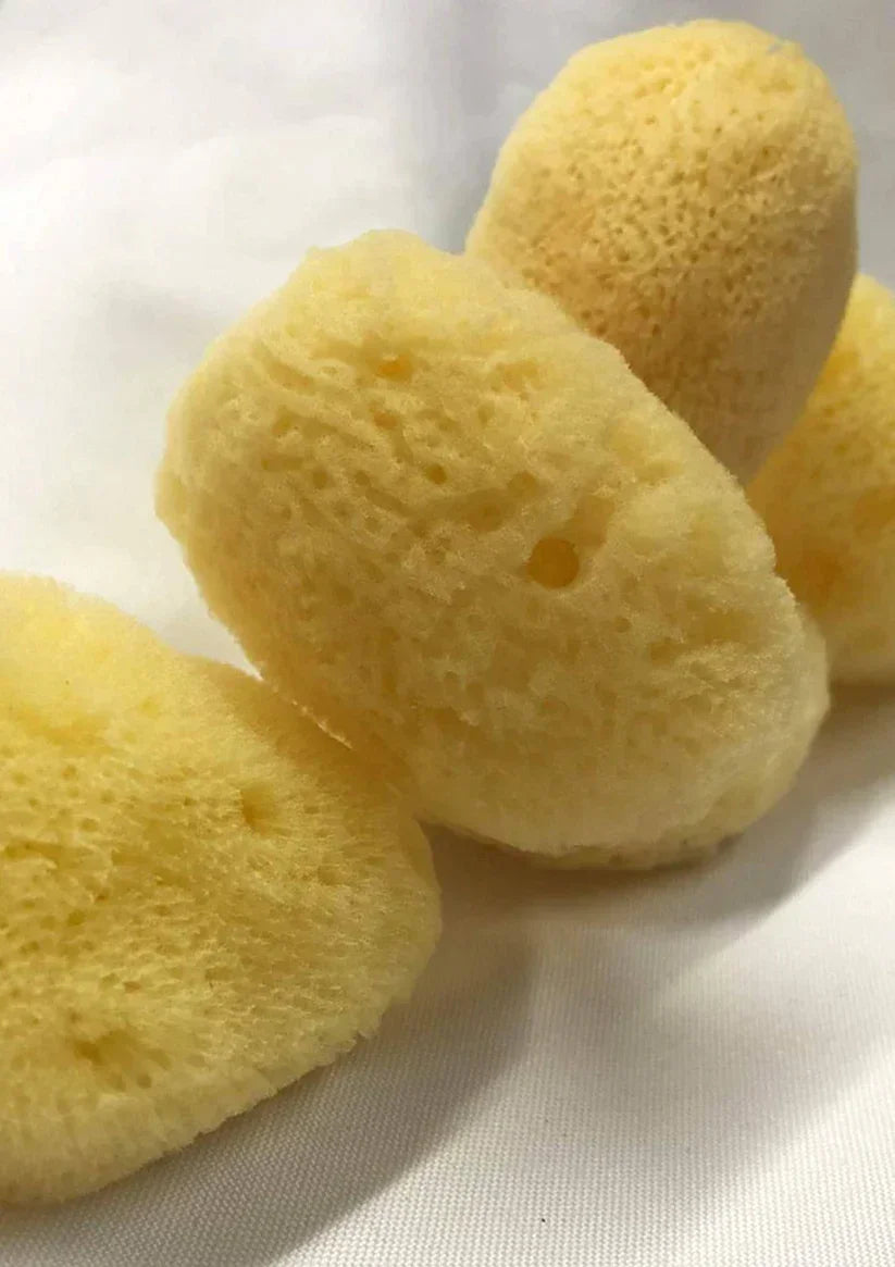 Éponge de Mer Naturelle : L'Alternative Écologique