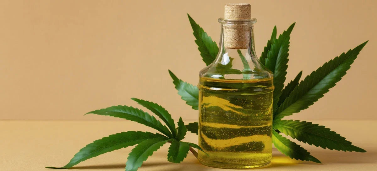 Les Bienfaits de l'Huile de Chanvre : Un Trésor de la Nature pour la Peau, les Cheveux et plus encore